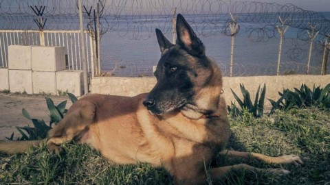 Addio al cane eroe che fiutava gli esplosivi – Il Tirreno