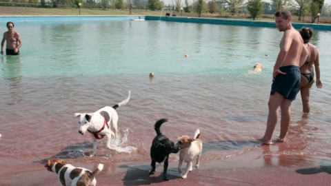 Dal 1° maggio apre la piscina per i cani – La Sentinella del Canavese