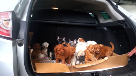 Oltre 20 cuccioli nel bagagliaio di un'auto, senza acqua e cibo – Udine Today