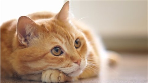 Ipertensione felina: “killer silenzioso” per 1 gatto su 6 – Corriere Nazionale