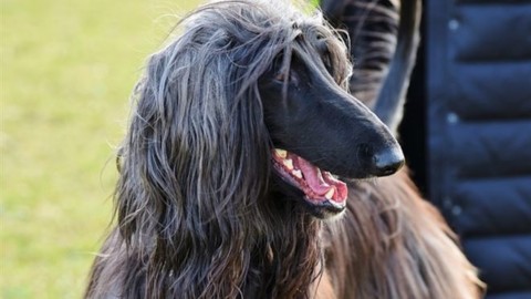 Iraida, il cane modello/ Il levriero afgano guadagna cifre da capogiro … – Il Sussidiario.net