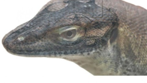 Una strana lucertola con quattro 'occhi' è vissuta 49 milioni di anni fa – Scienze Fanpage