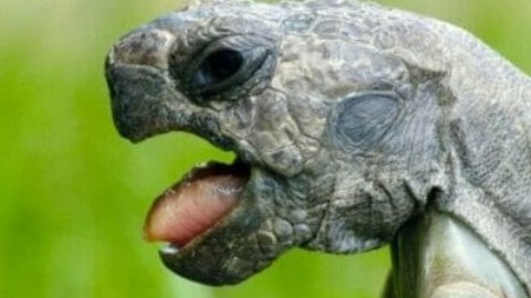 Tutto sulla tartaruga, simbolo della longevità e della lentezza – TuttoGreen