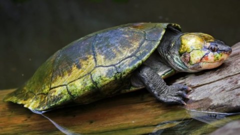 La tartaruga 'punk' che respira coi genitali rischia l'estinzione – greenMe.it