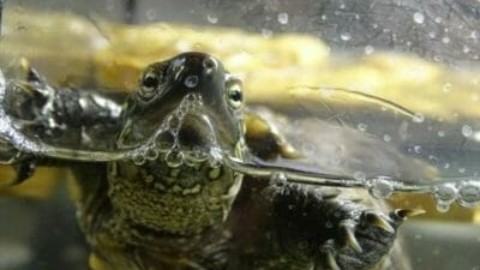 Tutto sulla tartaruga d'acqua: le diverse specie e le regole per … – TuttoGreen