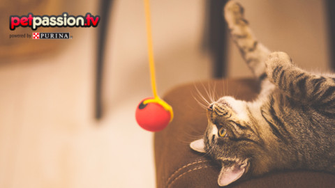 I 5 giochi preferiti dai gatti – Petpassion.tv