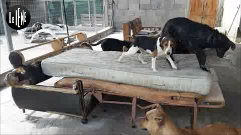 “Accudisco da sola 100 cani randagi a Gela, aiutatemi” | VIDEO – LE IENE