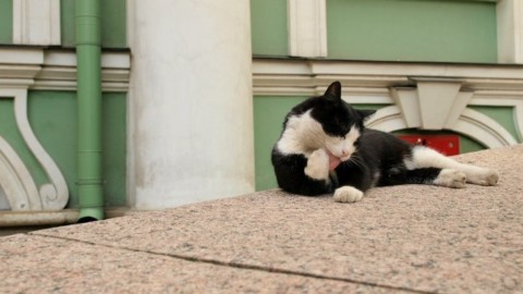 A San Pietroburgo festa dedicata ai gatti dell'Ermitage – Sputnik Italia