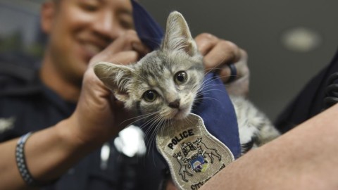 Usa, la polizia di Troy assume il gatto Donut “a scopo terapeutico” – Il Sole 24 Ore