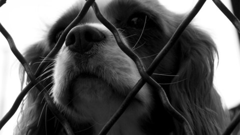 L'allarme del canile: per cani e gatti aumentano le rinunce alla … – RiminiToday
