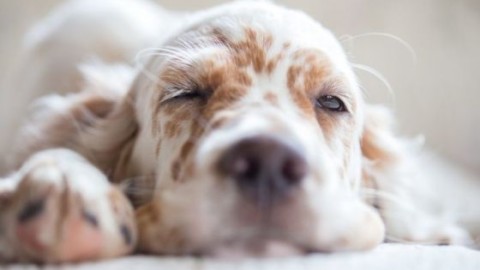 Sogni, desideri e aspettative: cosa pensano i cani? – Sanihelp.it