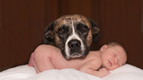 Cani e neonati: pericoli – La Legge per Tutti