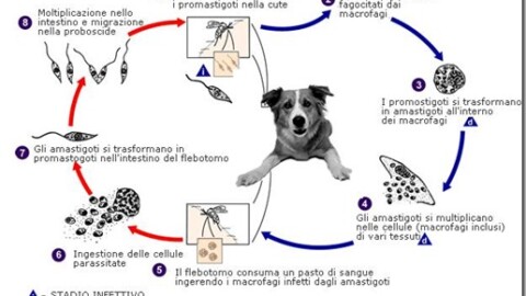 La prevenzione da filaria e leishmania nel cane
