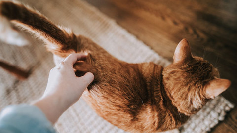 Perché anche il gatto scodinzola? – GreenStyle