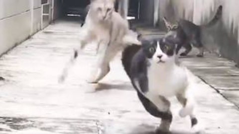 Gatto evita l'attacco di quattro felini, una scena da film di arti marziali – La Stampa