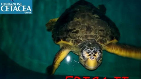 Salvata e curata: la tartaruga marina Erica torna in libertà – CesenaToday