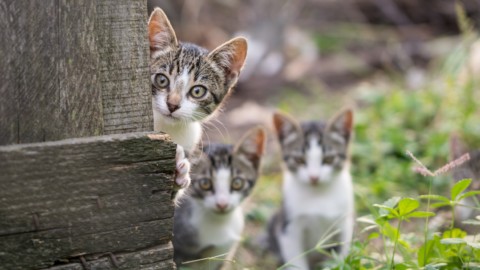 Questioni feline: gatti, condominio e colonie feline – Studio Cataldi