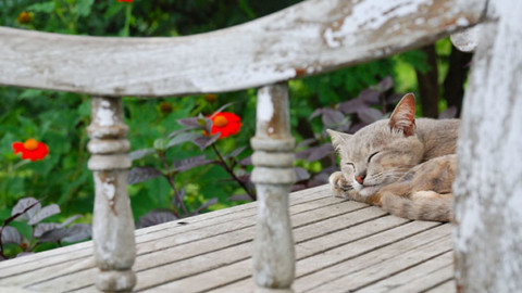 Chi lascia il gatto all'aperto è poco eco-friendly: lo studio – GreenStyle