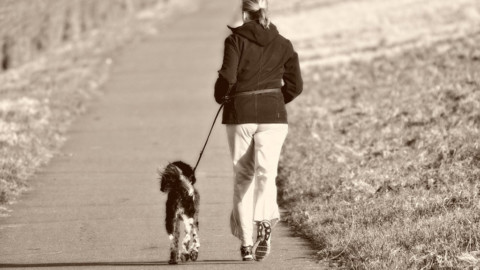 Jogging col cane, le razze più adatte per correre con i consigli degli … – LifeGate