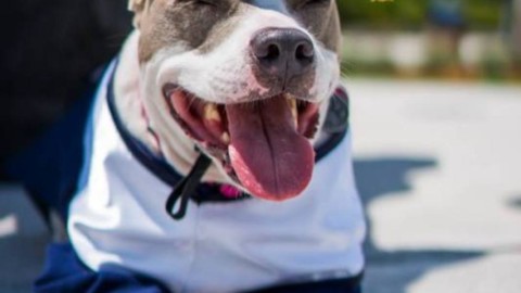 Un'università premia un cane Pit Bull per aver aiutato una ragazza a … – Il Secolo XIX