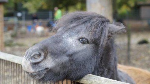 Animali domestici, una sentenza del Tar stabilisce che anche il pony … – www.amoreaquattrozampe.it (Blog)