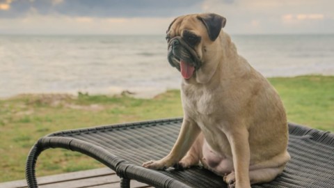 Spiagge per cani: dove sono e cosa offrono (pure il gelato per Fido) – Donna Moderna