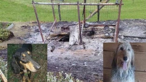 Sondrio, due cani bruciati vivi perché abbaiavano troppo – il Giornale