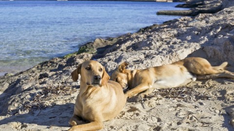 I Cani di Lampedusa: al via il progetto!