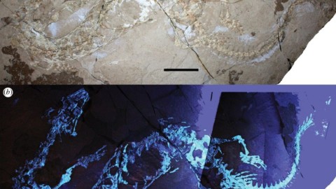 Ritrovato il fossile di un rettile marino preistorico in Puglia – DARLIN MAGAZINE