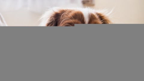 Piccola guida alla cura del cane – tgyou24.it (Blog)
