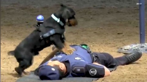 Esiste un cane poliziotto in grado di fare un massaggio cardiaco … – TPI