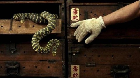 Compra online un serpente velenoso: viene morso e muore | Globalist – Globalist.it