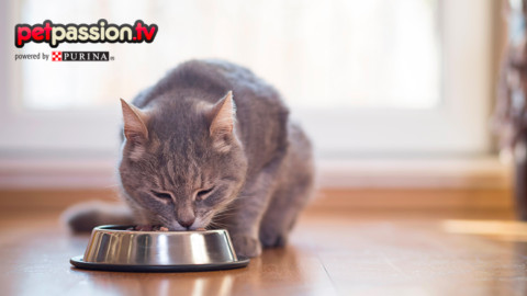 Estate e nutrizione del gatto, qual è l'alimentazione giusta? – Petpassion.tv