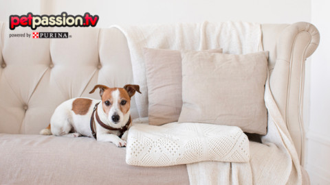 Gestione del cane in casa: come evitare che salga sul divano – Petpassion.tv