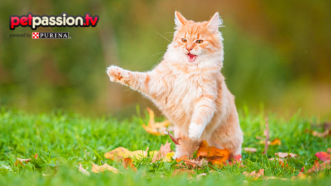 Comportamenti strani del gatto, quali sono i loro significati? – Petpassion.tv