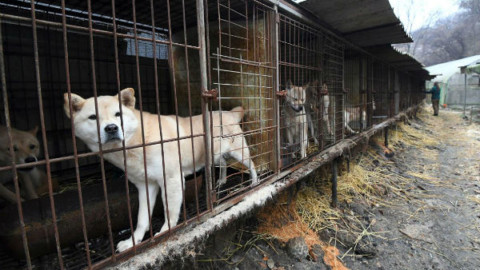 Giudice sudcoreano vieta di uccidere i cani per la carne – National Geographic Italia