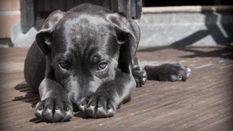 Attenti alla Leishmaniosi, un pericolo per cani e umani – La Repubblica