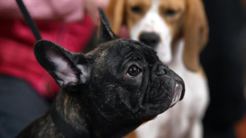 Bulldog francese, quando la selezione mette a rischio la salute del … – National Geographic Italia
