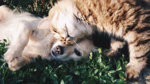 Cane e gatto possono essere ottimi amici – La Repubblica