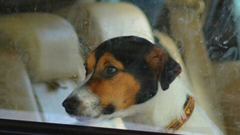 Lasciano i cani in auto con 35 gradi – Il Resto del Carlino
