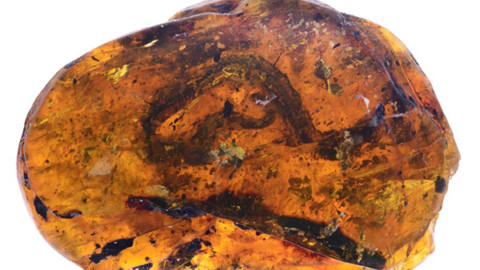 Il piccolo serpente del Cretaceo trovato nell'ambra – National Geographic Italia