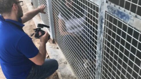 Contro l'abbandono dei cani Decaro finisce in gabbia – La Gazzetta del Mezzogiorno