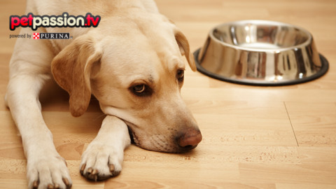 Intolleranze alimentari nel cane, quali sono le più frequenti e come … – Petpassion.tv