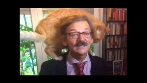 Polonia: politologo intervistato… mentre il gatto gli cammina in testa – Julie News