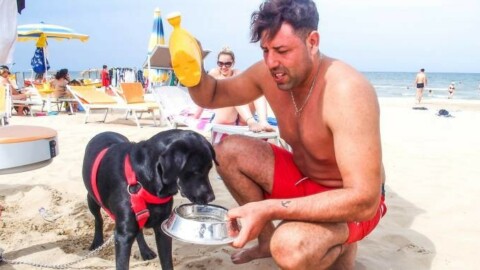 Cani al mare a Rimini, è battaglia sui bagni riservati a Fido – Il Resto del Carlino