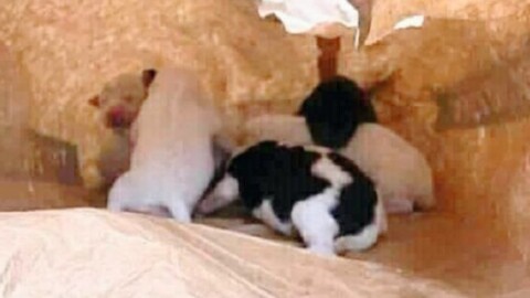 Zafferana, abbandona 14 cuccioli di cane in un sacco di farina … – La Sicilia