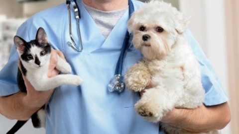 Vaccini estivi cani e gatti: modi e tempi di somministrazione – Money.it