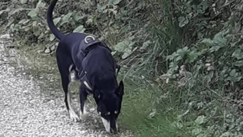 Cani avvelenati a Pergine, 6.000 euro di taglia su chi mette i … – il Dolomiti
