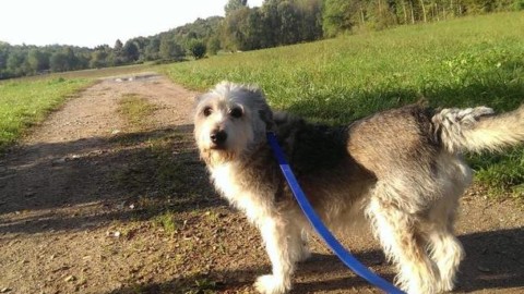 Un'estate da cani: i consigli del veterinario – Varese News