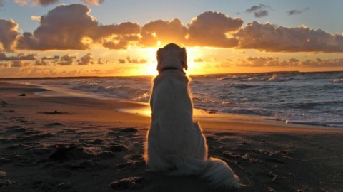 AIDAA: diritti e doveri per i cani in spiaggia e per i loro padroni – Meteo Web